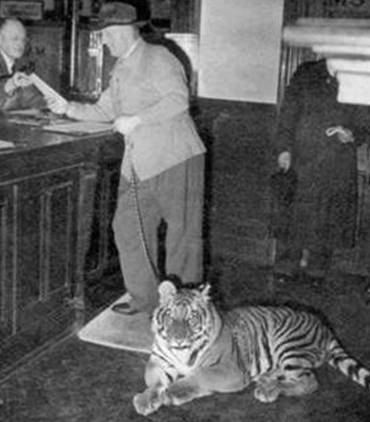 1956 Tiger in Banking Hall MBM-Su56P06.jpg