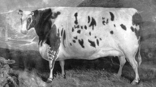 1965 Portrait of Craven Heifer in Banking Hall