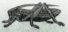 1967 Worcester St John’s Grasshopper Mosaic BGA Ref 30-3285.jpg